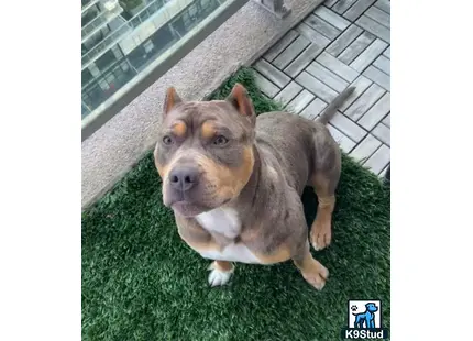 a american bully dog sitting on grass